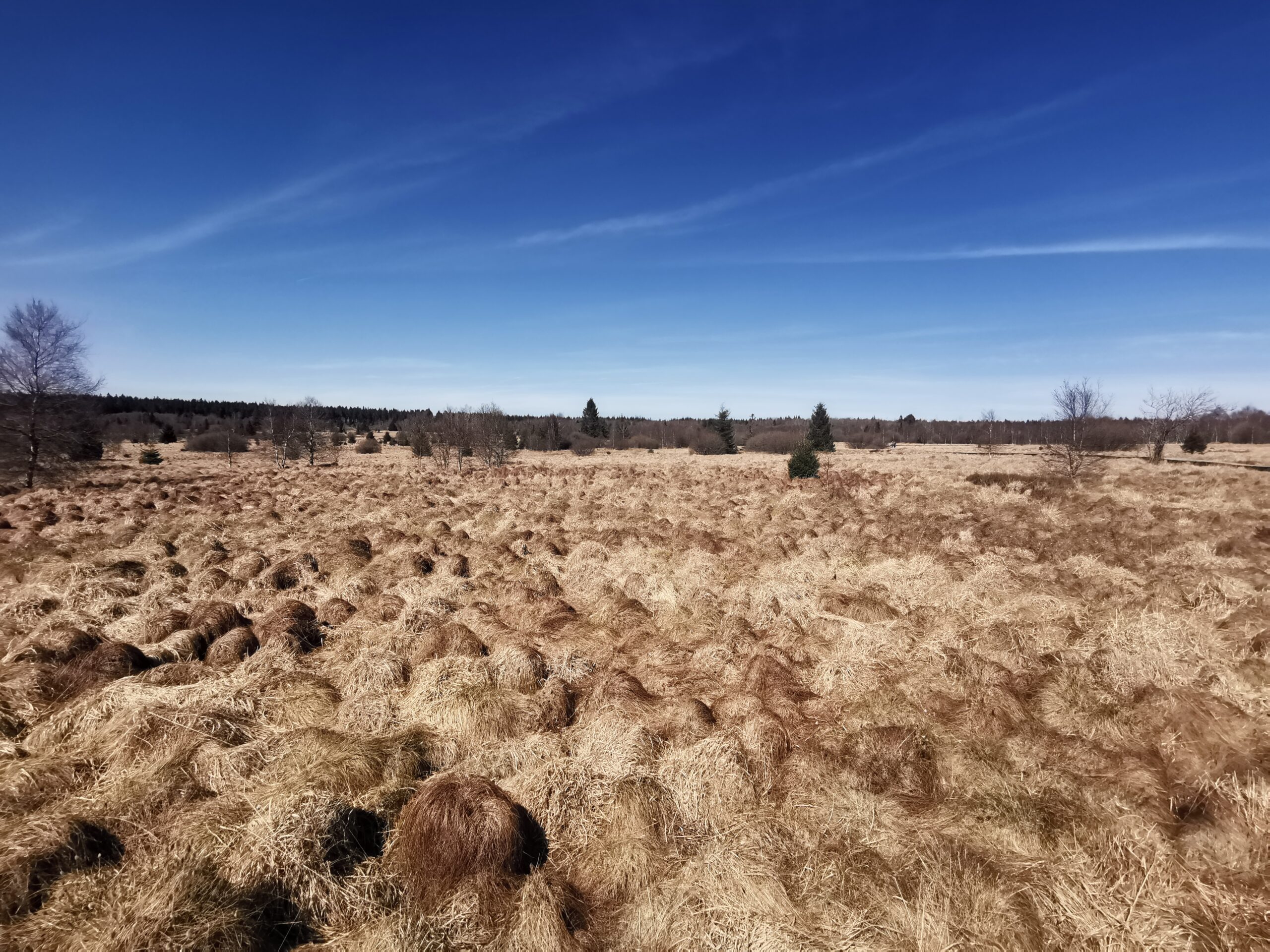 Wanderung durchs Hohe Venn