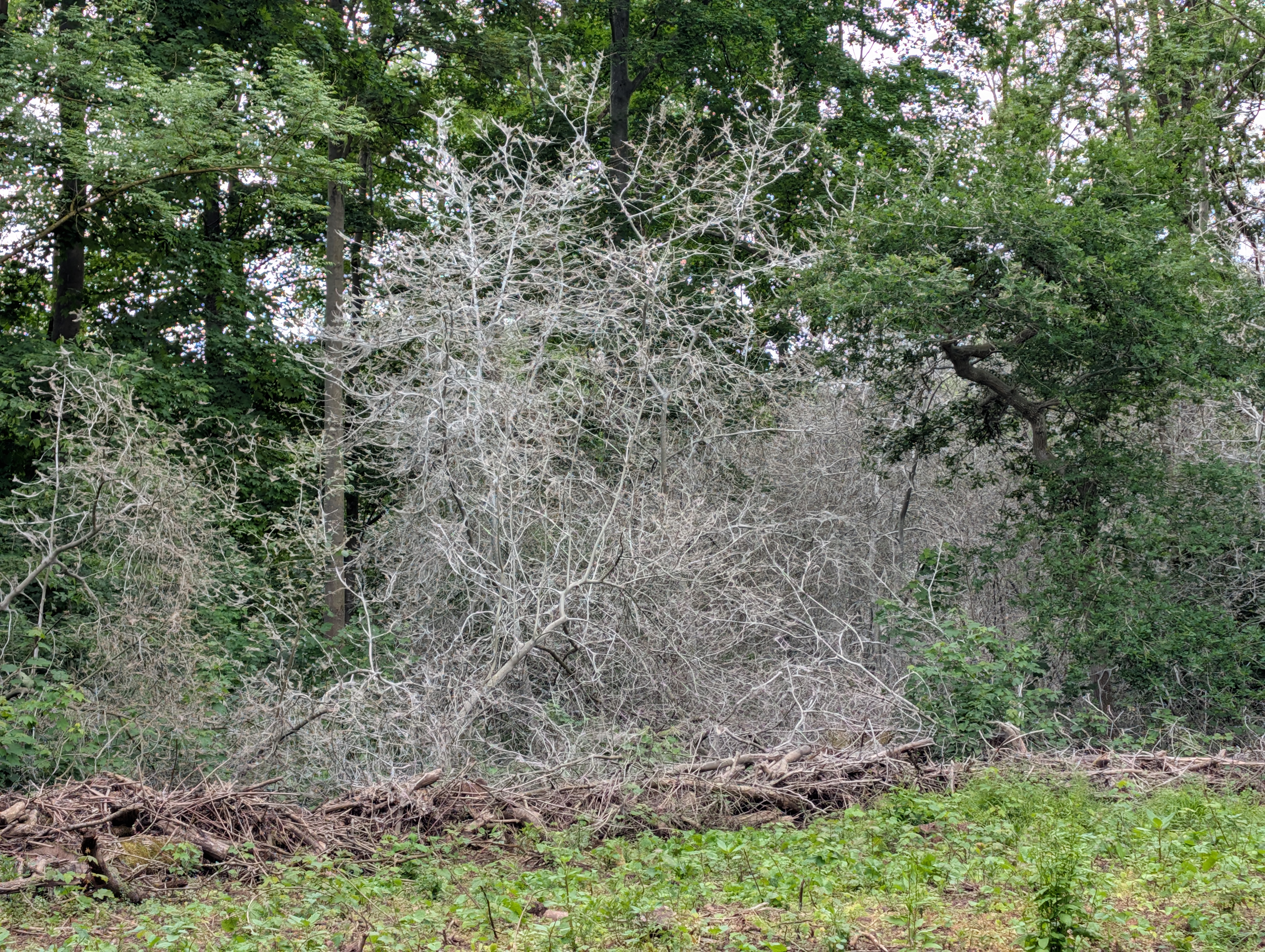 Kerpener Bruch und Erftkanal